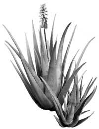 pianta aloe vera