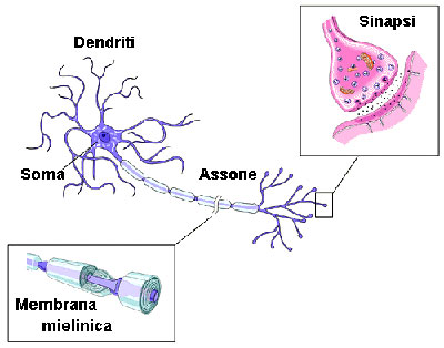Schematizzazione nervo, assone, soma e dendriti