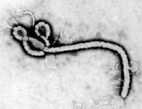 virus rna ebola