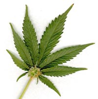 foglia di marijuana