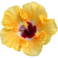 fiore ibisco, hibiscus
