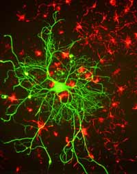cellula neurone