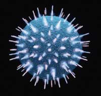 virus aids hiv
