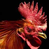gallo, influenza aviaria