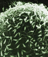 spermatozoi