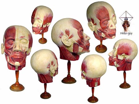 testa muscoli