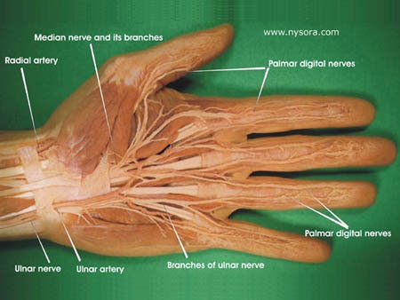 Nerve Pinky And Ring Finger Spine Nerve Pinky And Ring Finger Spine