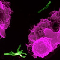 Mycobacterium tuberculosis tb