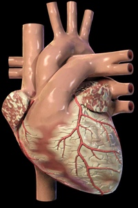 cuore cellule staminali