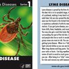 malattia infettiva lyme