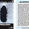 salmonella