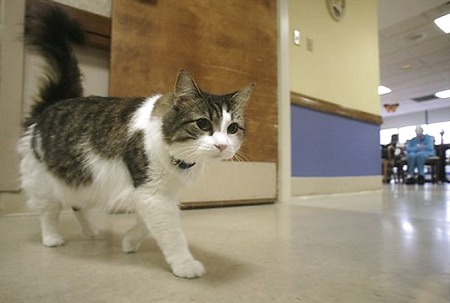 oscar gatto angelo della morte