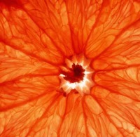 pompelmo cancro