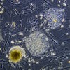 colonia cellule staminali embrionali
