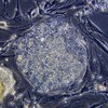 coltura cellule staminali embrionali