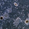 colonia cellule staminali embrionali