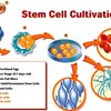 coltura cellule staminali embrionali