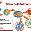 coltura cellule staminali embrionali