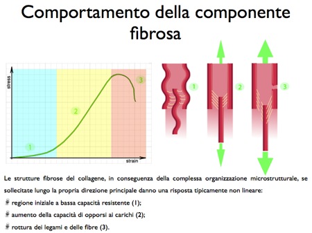 comportamento meccanico tessuto fibroso fibre collagene
