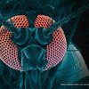zanzare malattie virus febbre nilo malaria