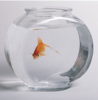 pesce acidi graqssi omega 3