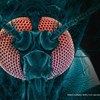 zanzara anofele malaria