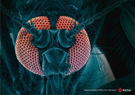 zanzara anofele malaria