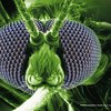 virus malaria zanzare