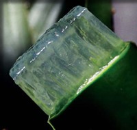 gel aloe vera