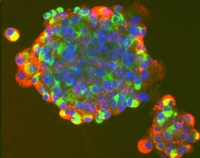 cellule staminali