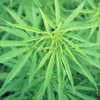 cannabis dolore