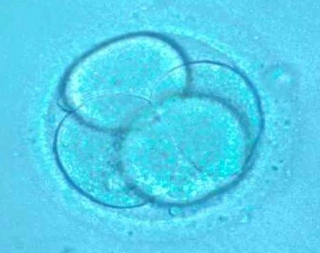 cellule embrioni scimmia