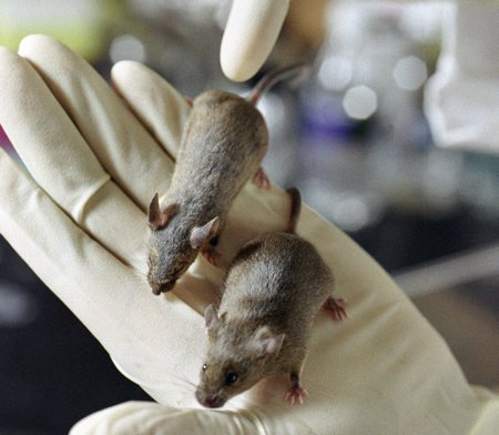 super topo modificato geneticamente contro cancro tumore