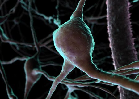 cellule cerebrali neuroni