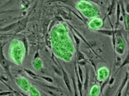 cellule staminali embrionali