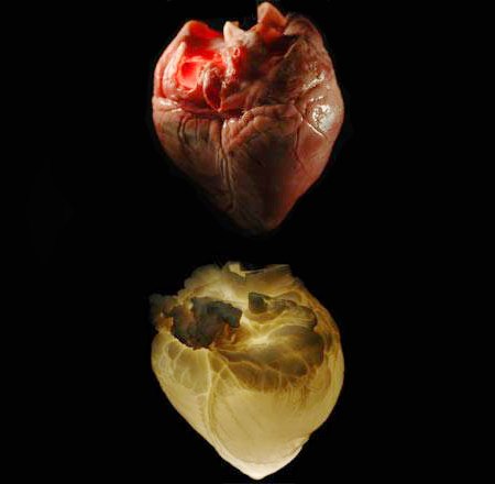 cuore fantasma ghost heart