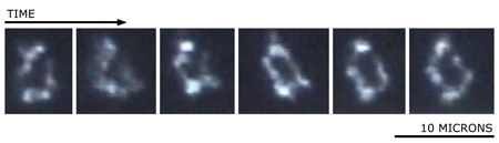 dna genoma artificiale sintesi