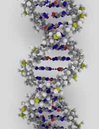 dna geni elica