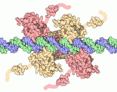 proteina p53