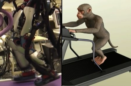 robot comandato cervello scimmia