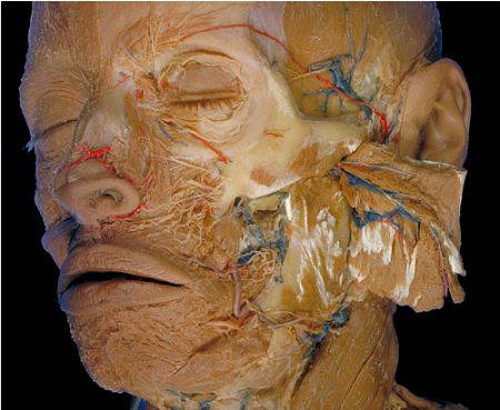 anatomia mandibola faccia