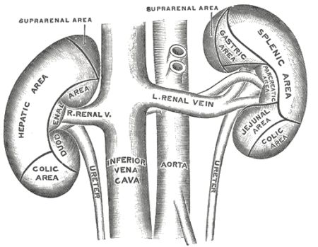 anatomia rene