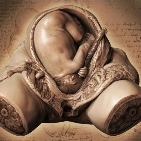 feto embrione
