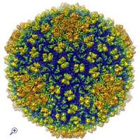 batteriofago virus