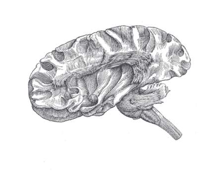 cervello anatomia gray