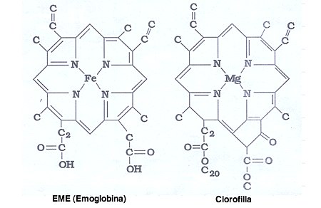eme emoglobina clorofilla