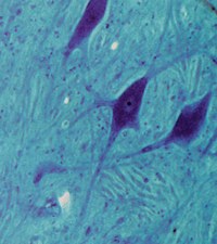 cellule nervose