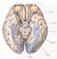 cervello corteccia visiva