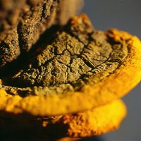 fungo phellinus linteus cancro