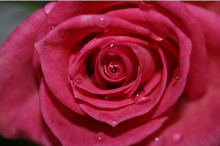 rosa goccia acqua